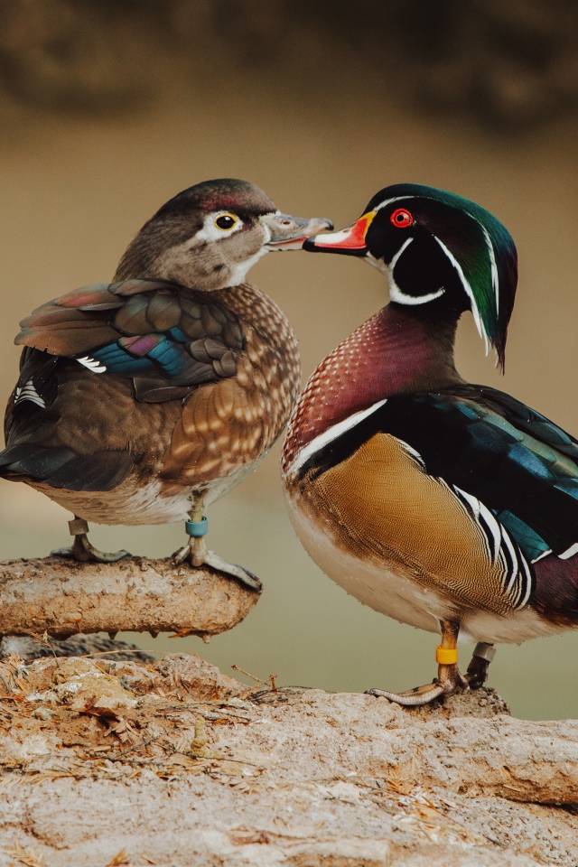 Две красивых разноцветных уточки на дереве