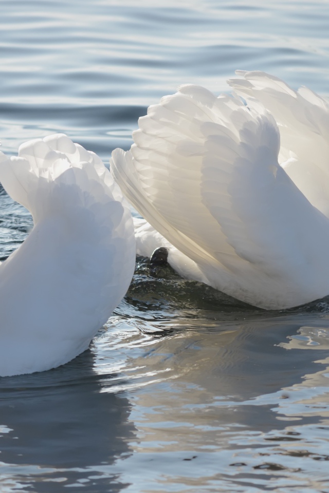 Два красивых белых лебедя в пруду с чайкой 