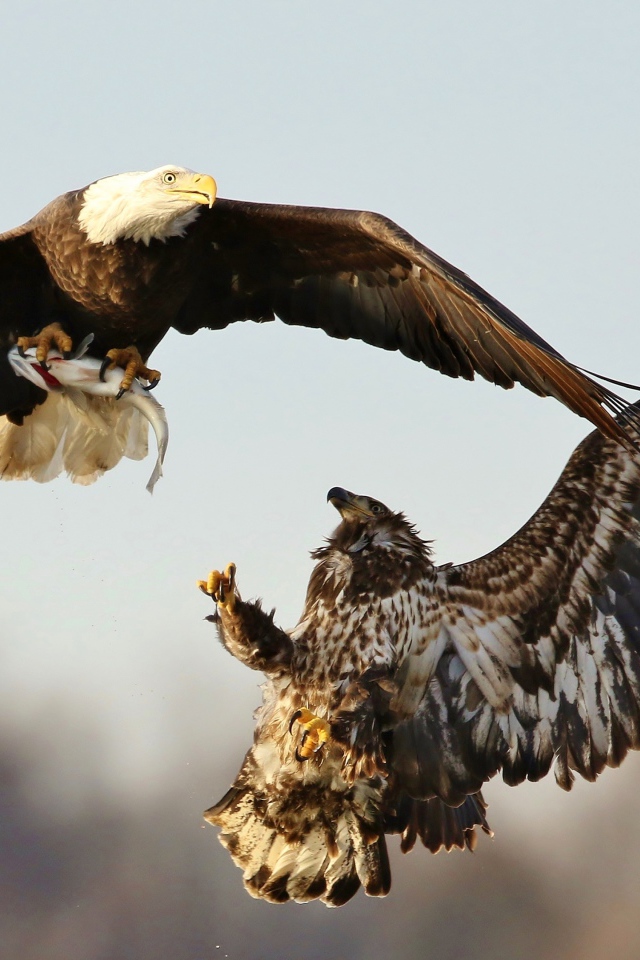 Две хищные птицы дерутся в воздухе 