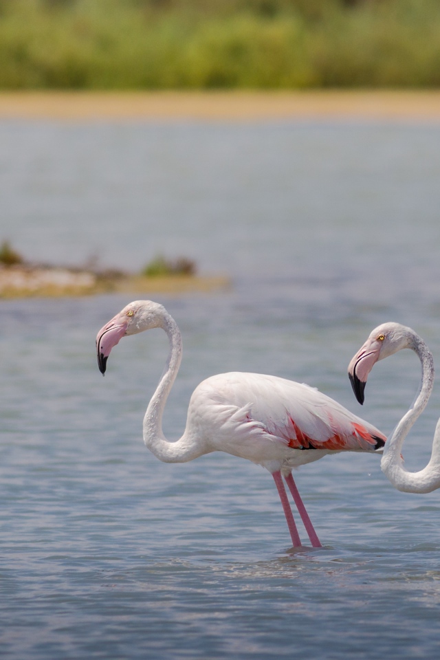 Два фламинго стоят в воде 