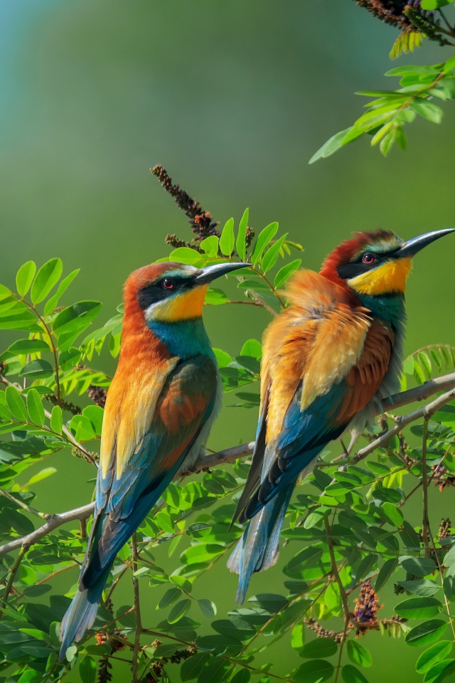 Две золотистые щурки сидят на ветке дерева 