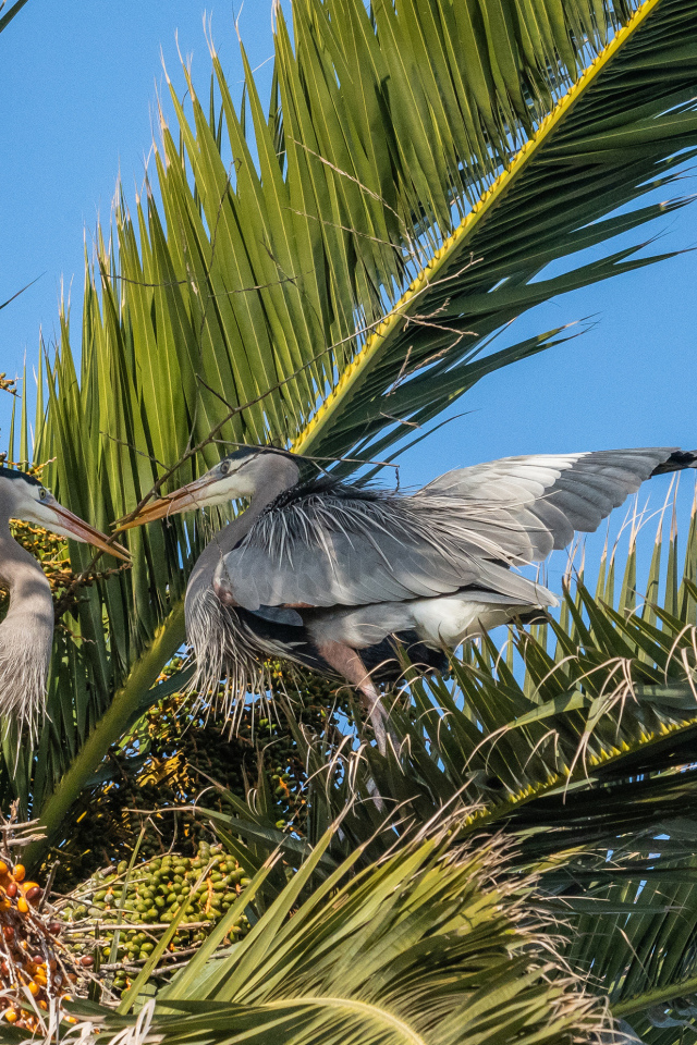 Два серых пеликана сидят в пальмовых листьях 