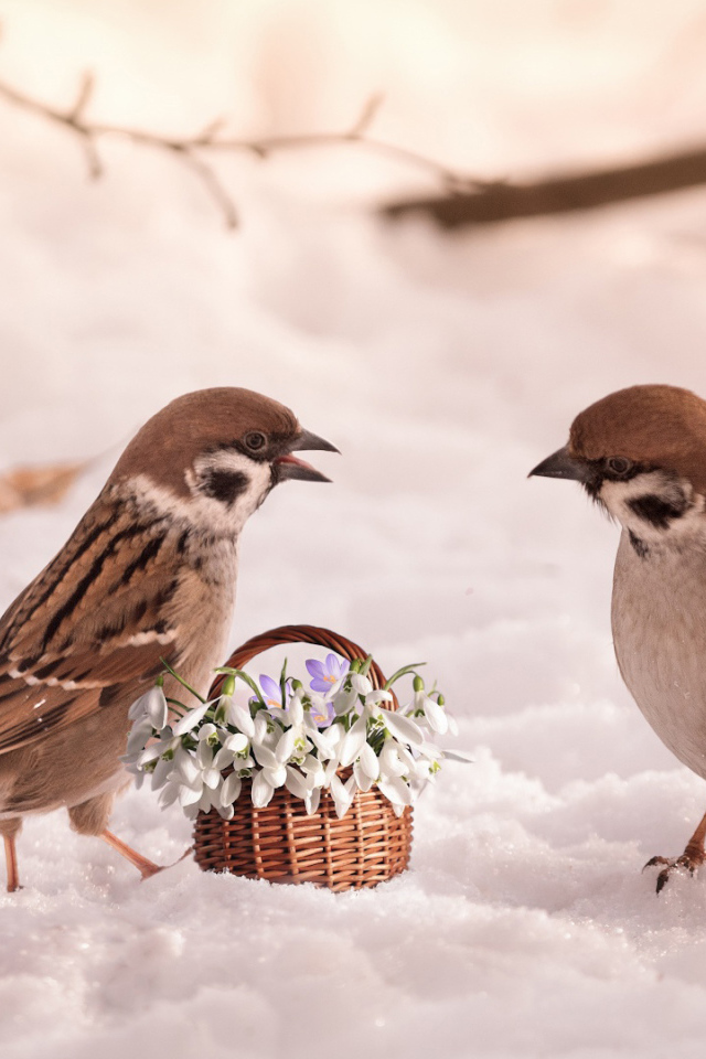 Два маленьких  воробья с цветами на снегу 