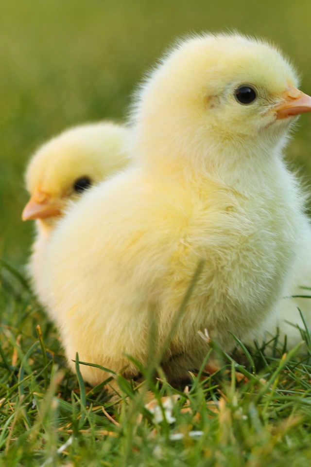 Два маленьких желтых цыпленка в зеленой траве 