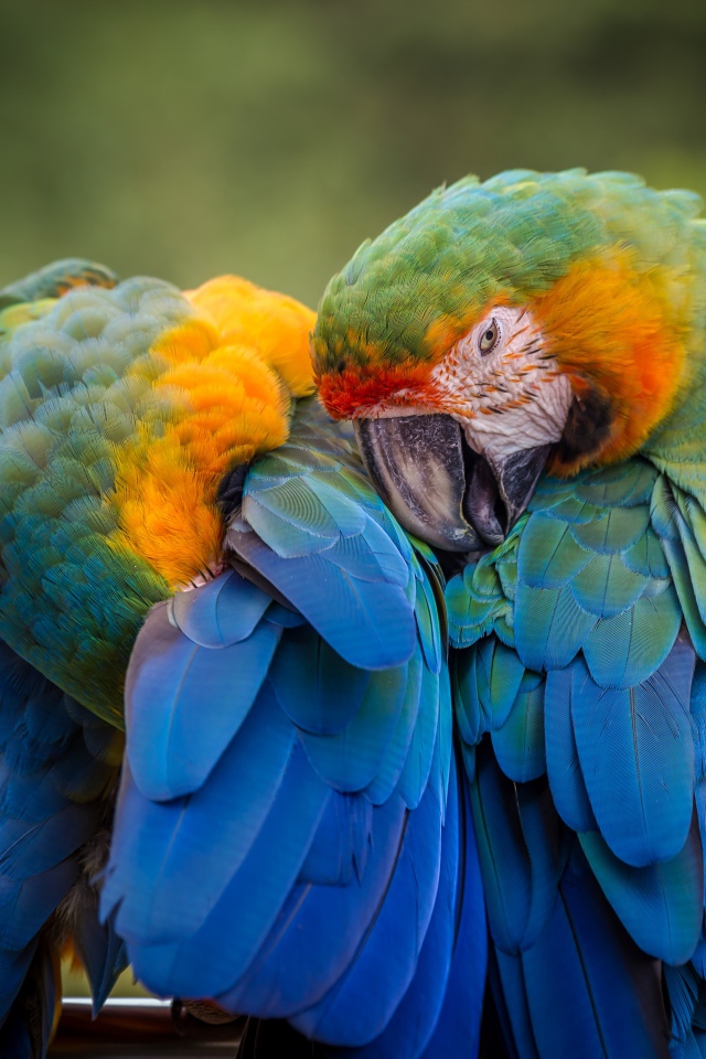 Два попугая голубой ара чистят перья