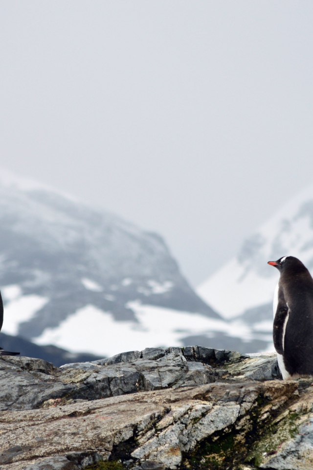 Два пингвина на камнях на фоне заснеженных гор 