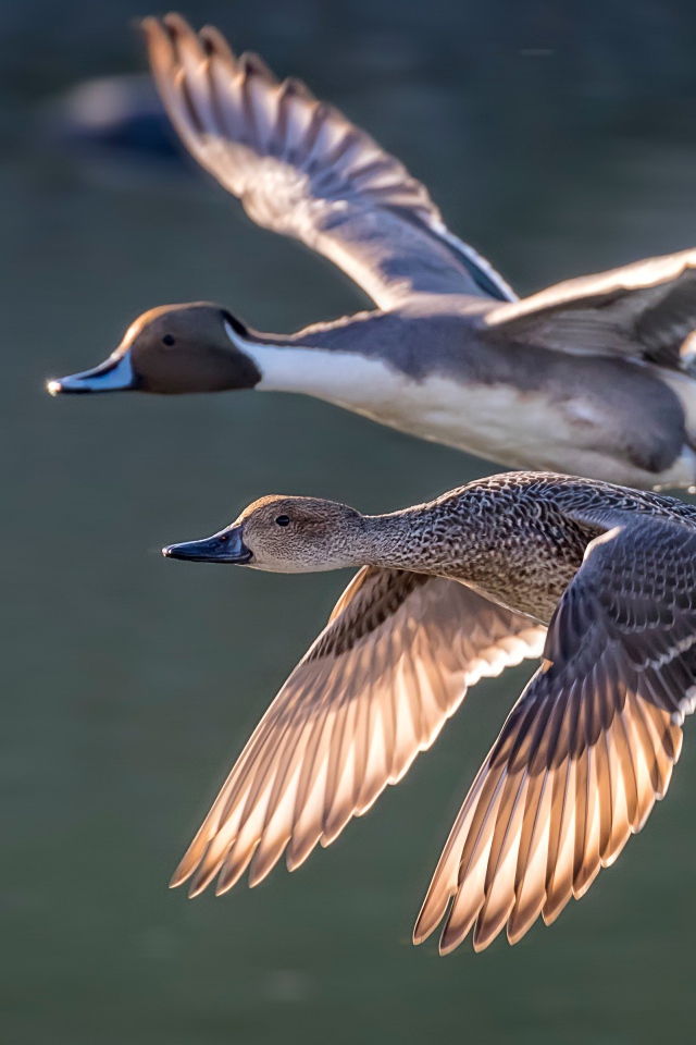 Дву дикие серые утки летят над озером
