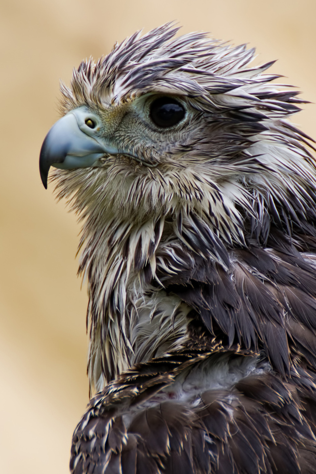 Мокрый ястреб с острым клювом