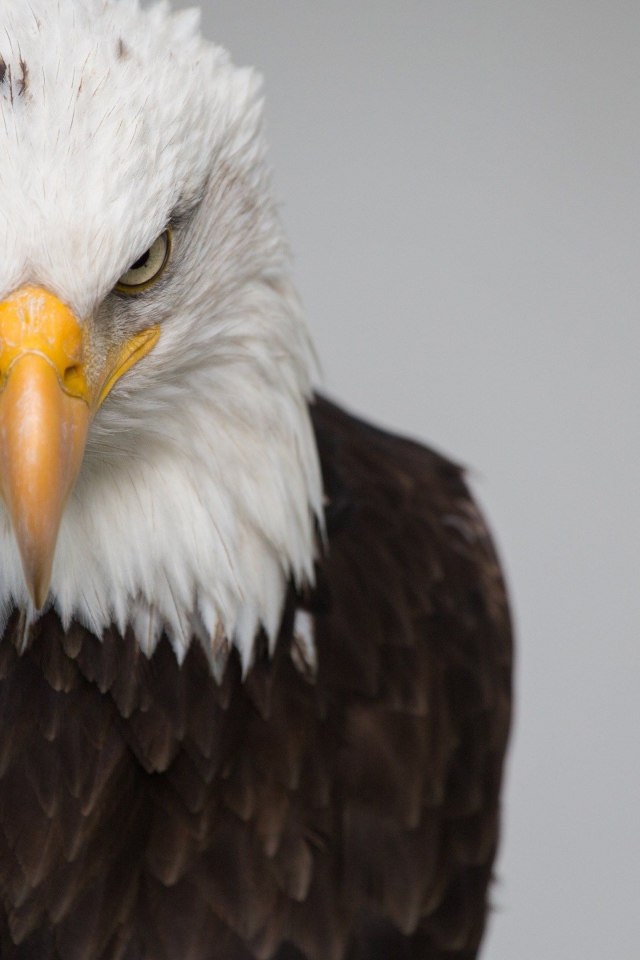 Белая голова орлана с острым клювом на сером фоне