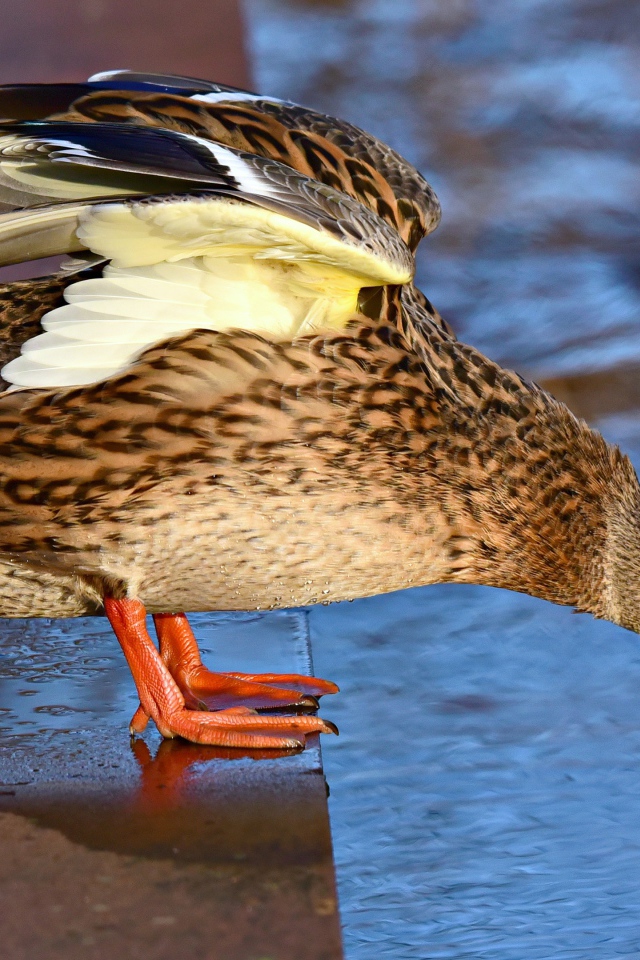 Дикая серая утка стоит у водоема