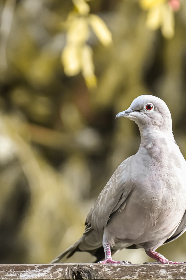Дикая горлица крупным планом 