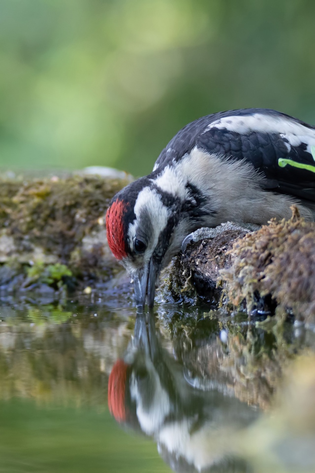 Дятел пьет воду из пруда