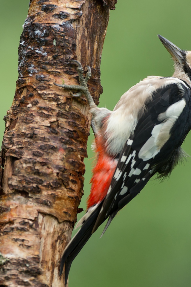 Woodpecker prey on a dry tree