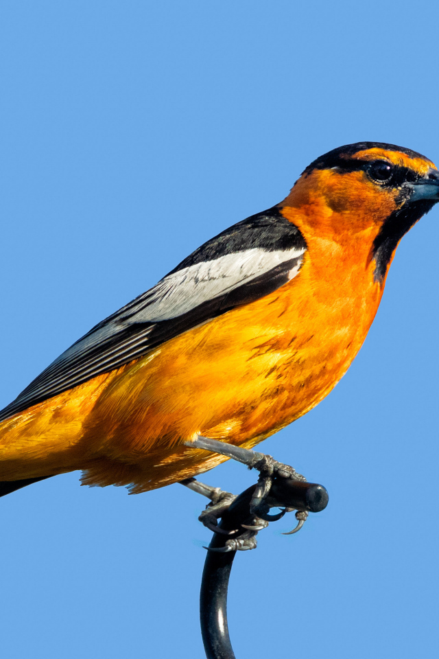 Желтая иволга Буллока на голубом фоне