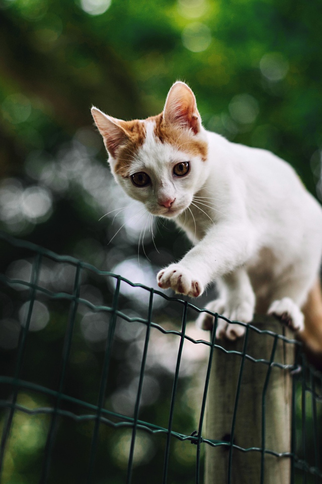 Красивый белый кот с рыжими пятнами идет по забору