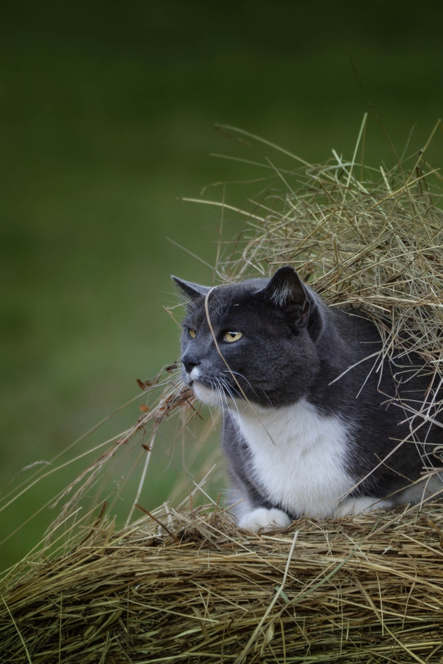 Кот сидит в куче сена на поле