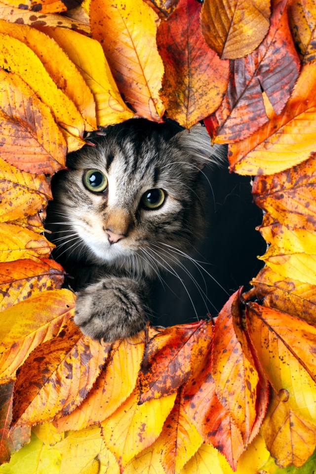 A gray cat peeps out of a hole in leaves