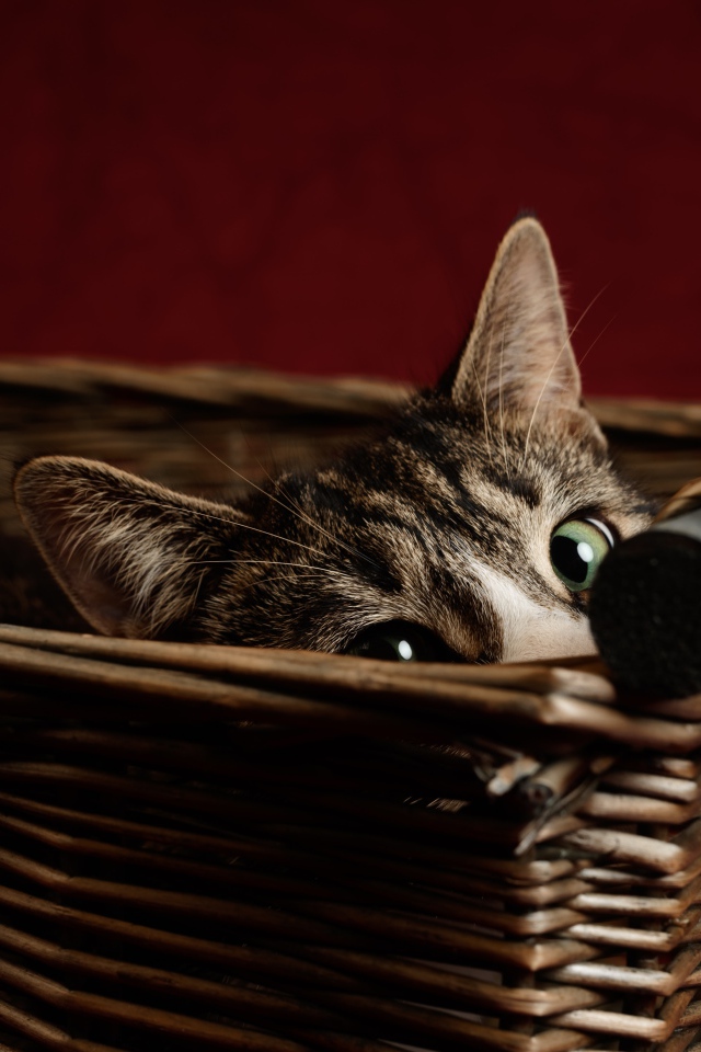 Серый кот с зелеными глазами прячется в корзине