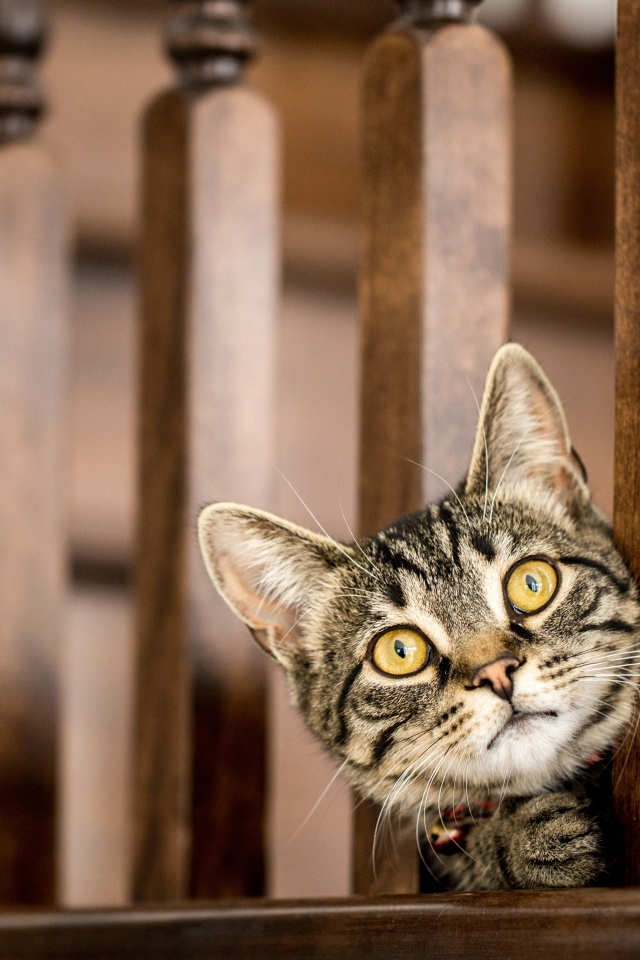 Серый кот с желтыми глазами выглядывает у перил 