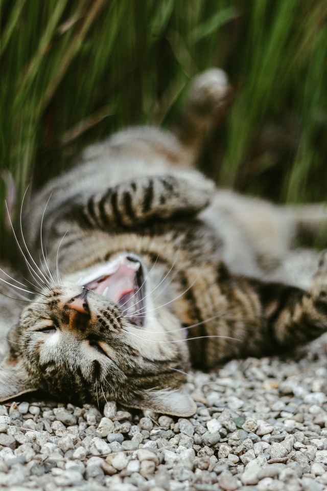 Серый зевающий кот лежит на гальке в саду