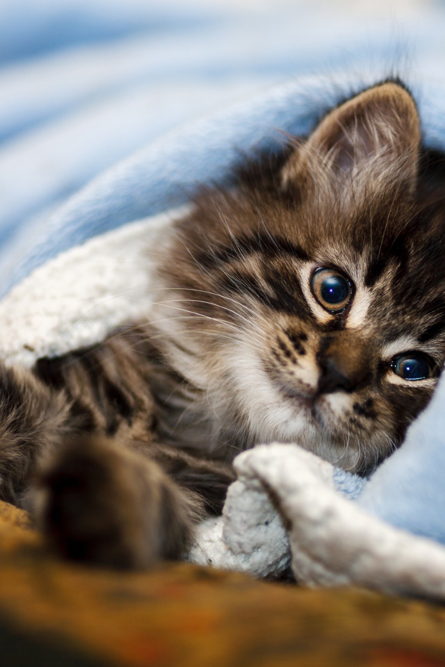 Породистый серый котенок лежит под голубым покрывалом 