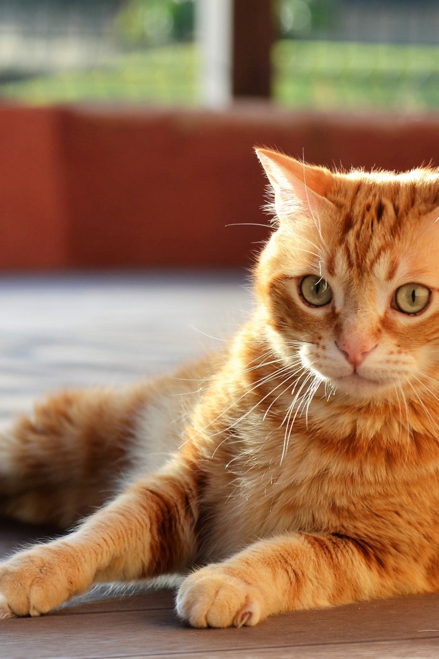 Удивленный серый кот лежит на деревянном полу