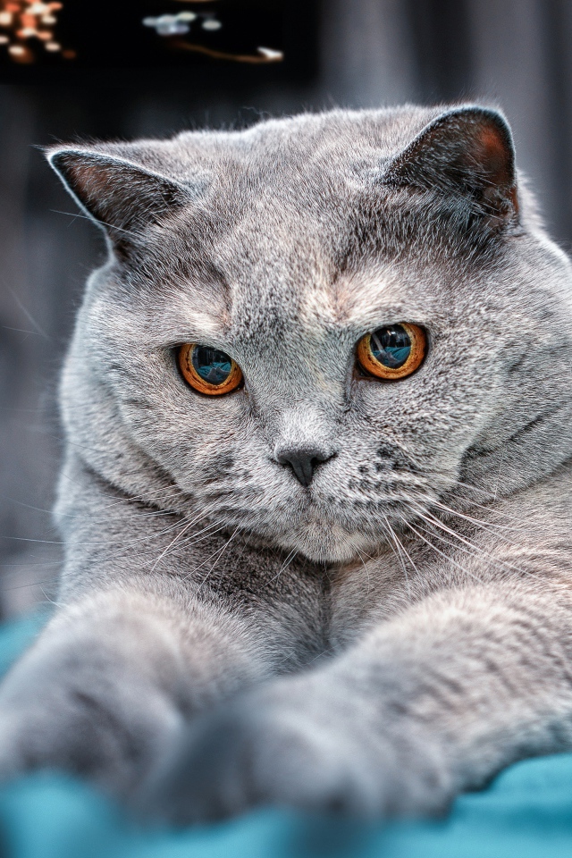 Пепельный британский кот с карими глазами на кровати