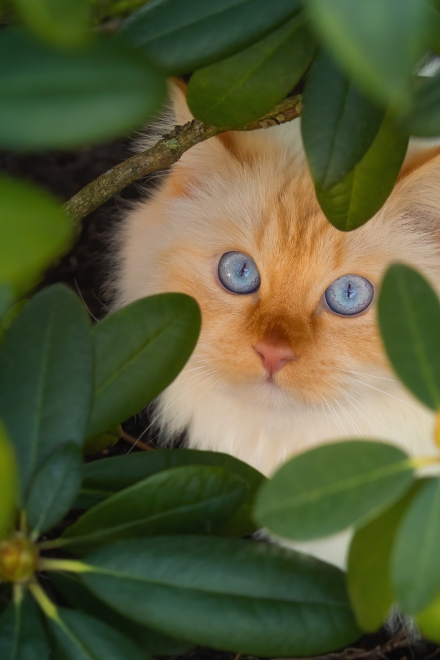 Красивый бежевый голубоглазый кот в зеленых листьях 