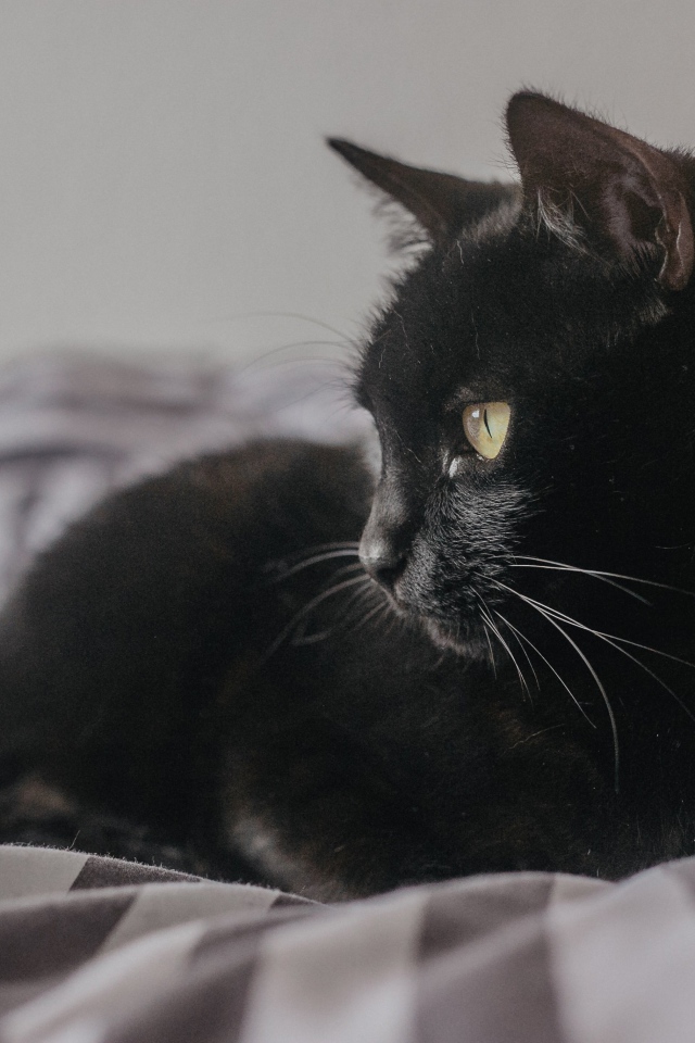 Красивый черный кот лежит на кровати 