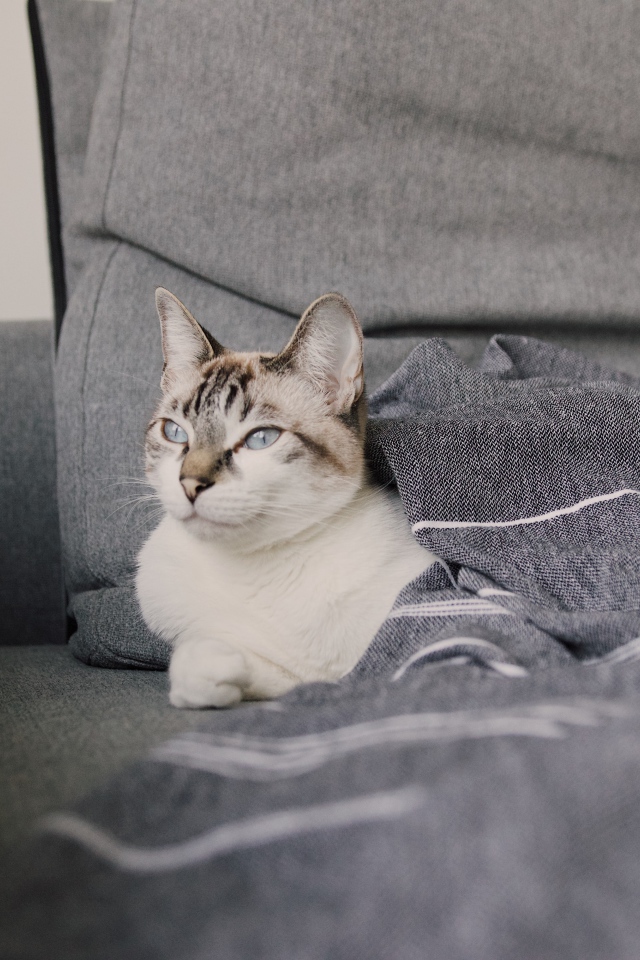 Красивая голубоглазая кошка лежит под одеялом