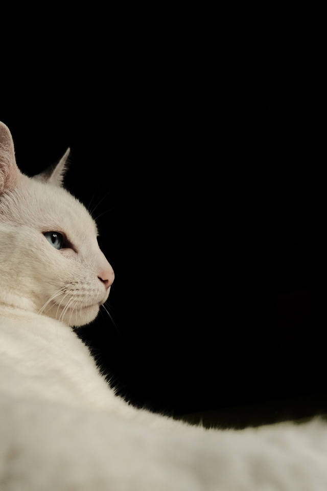 Красивая голубоглазая кошка на черном фоне