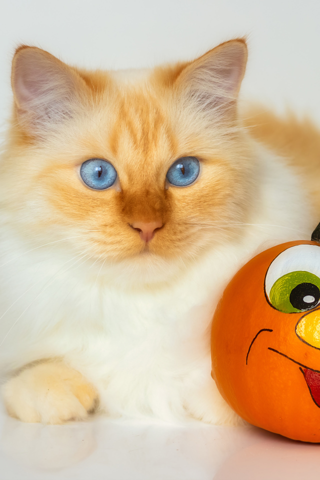 Красивый голубоглазый рыжий кот с игрушкой