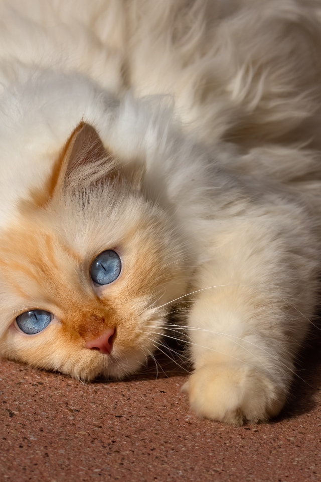 Красивая голубоглазая породистая кошка лежит на полу 