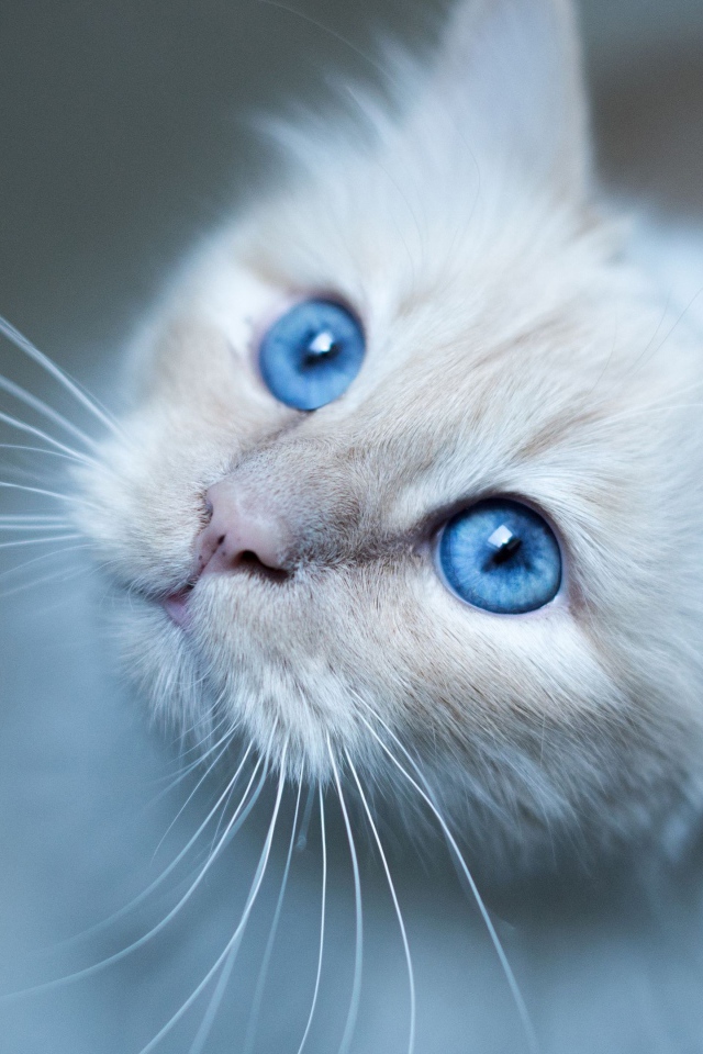 Красивые голубые глаза породистой кошки 