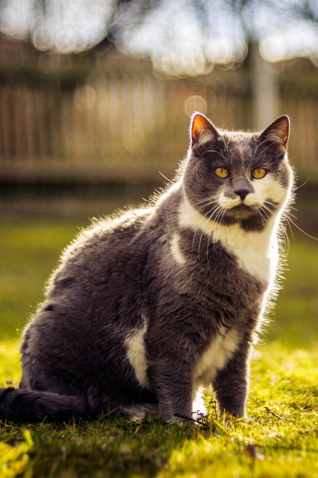 Красивый кот сидит на зеленой траве