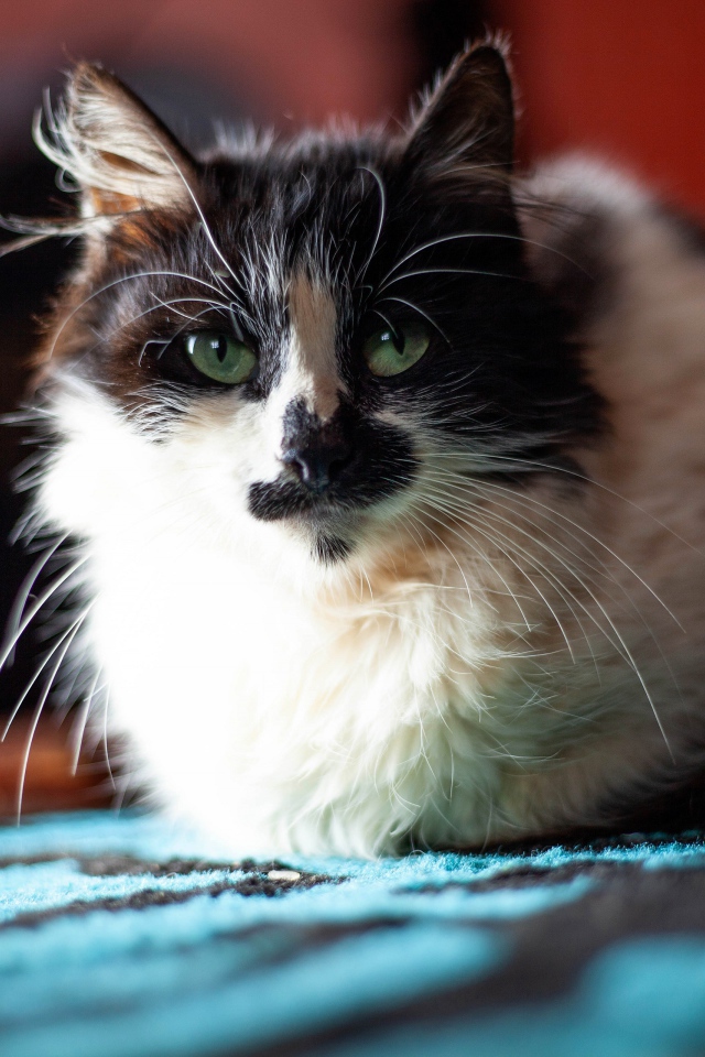 Красивая расцветка трехцветной кошки 