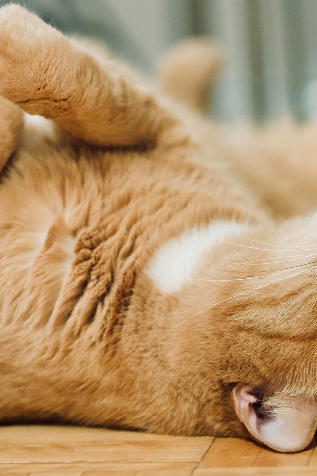 Красивый домашний рыжий кот лежит на полу 