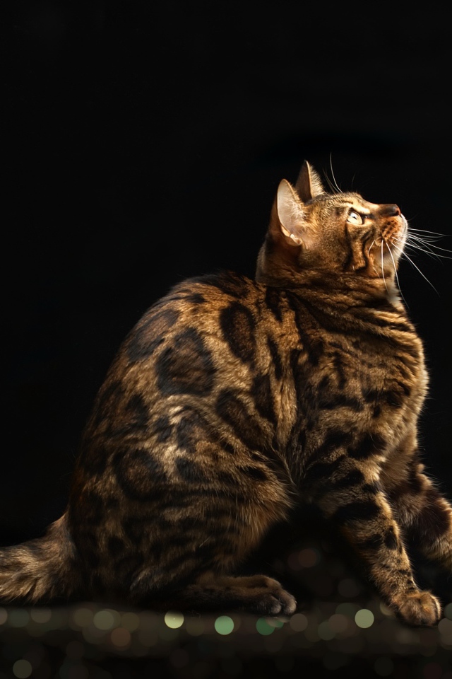 Красивая дорогая бенгальская кошка на черном фоне