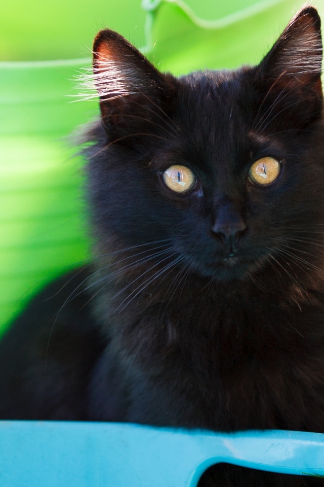 Красивый пушистый черный кот с желтыми глазами 