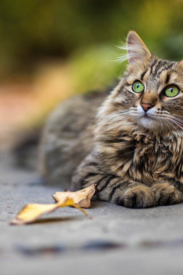 Красивый пушистый зеленоглазый серый  кот лежит на земле