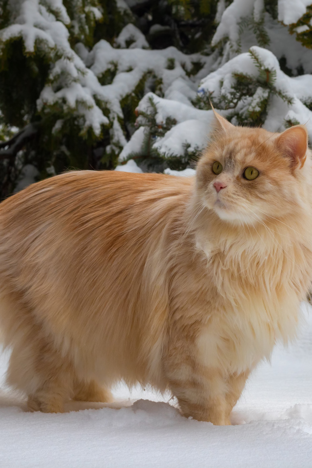 Красивый пушистый рыжий кот у заснеженной ели