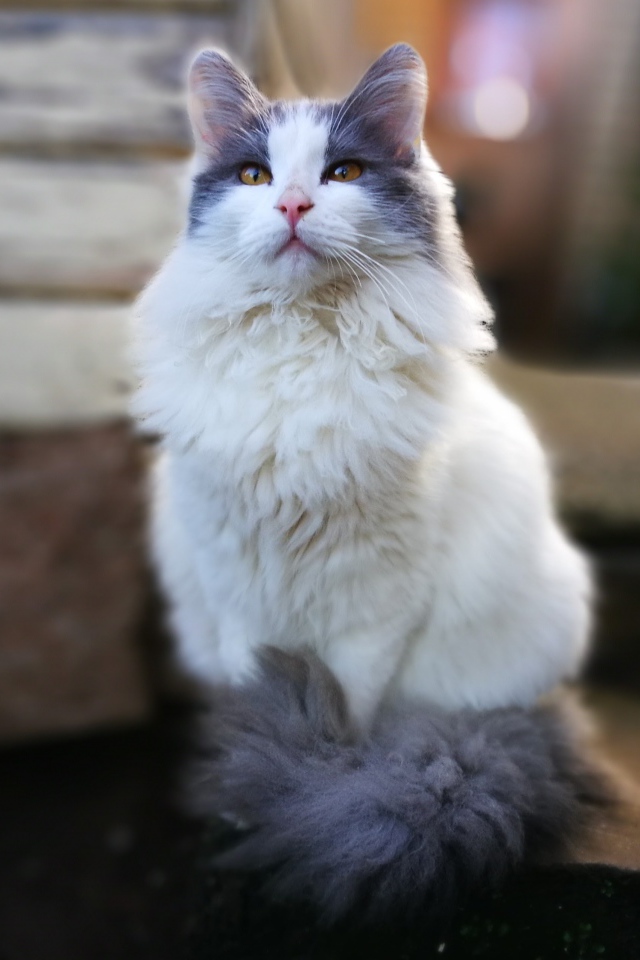 Beautiful fluffy white cat with gray spots.