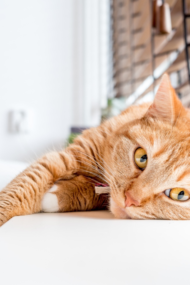 Красивый рыжий кот лежит на подоконнике 