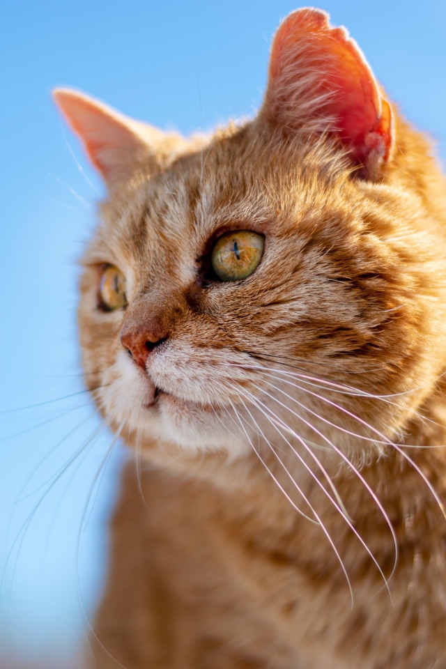 Красивый рыжий кот на голубом фоне