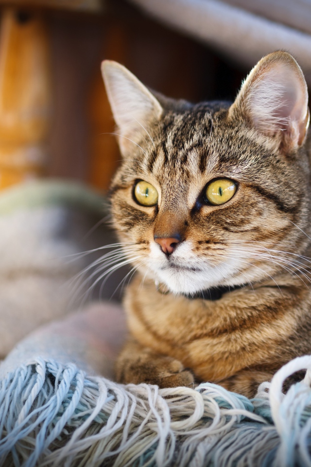 Красивый серый кот с желтыми глазами лежит на одеяле