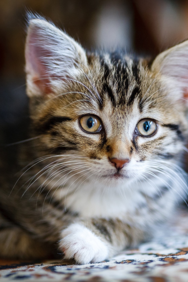 Красивый серый котенок лежит на диване 