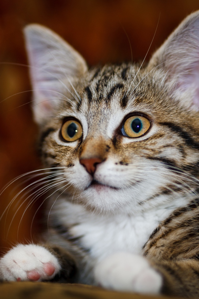 Красивый серый котенок с белыми пятнами 