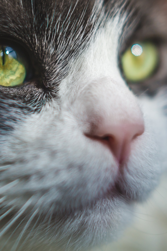 Красивые зеленые глаза кота 