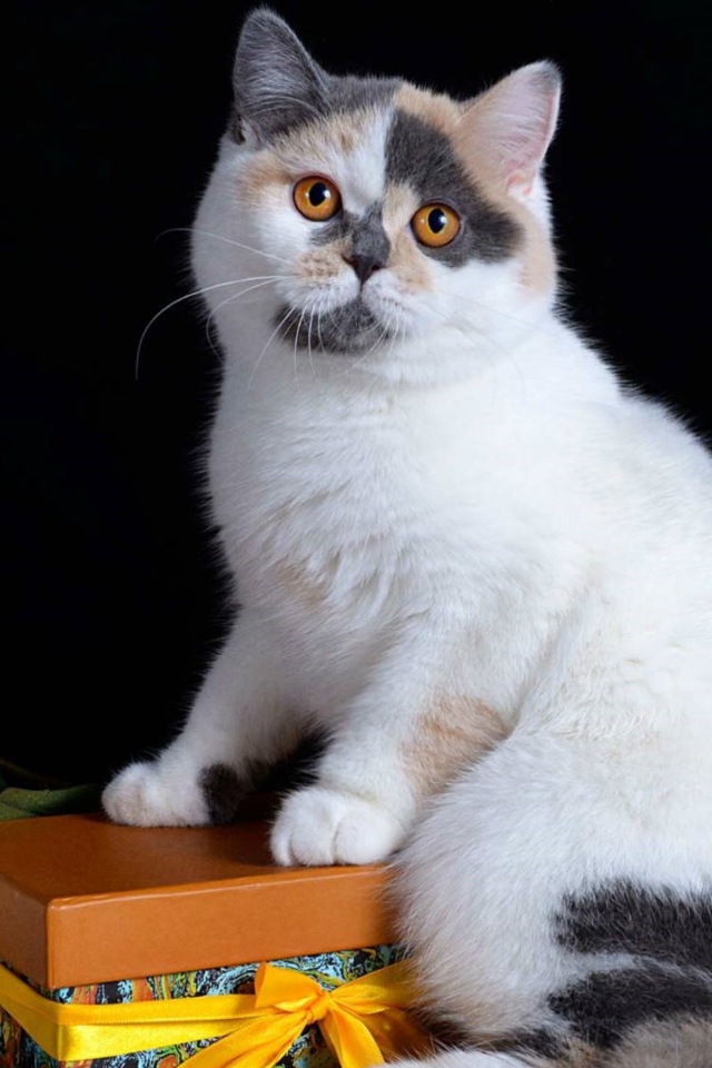 Красивый котенок с подарком и цветком на черном фоне