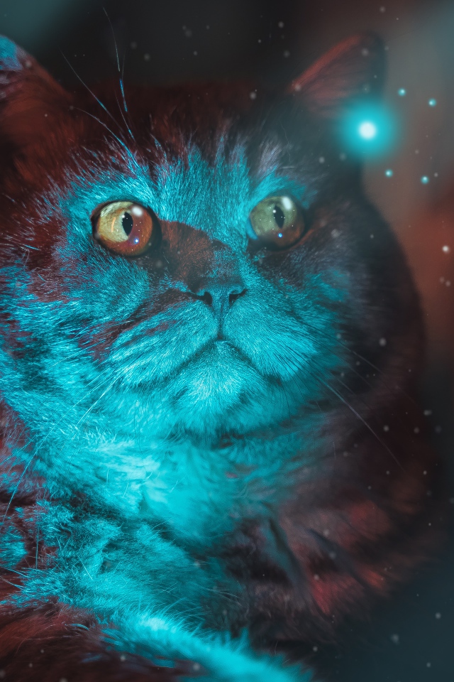 Красивый породистый кот с неоновом свете